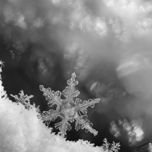 Digital composite of snowflakes and frost.